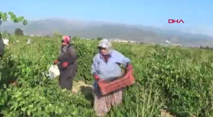 50 bin dekar araziden şafak vakti toplanıyor. Tarlada kilosu 10 markette 34 TL 16